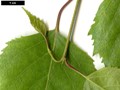 SpeciesSub: subsp. szechuanica